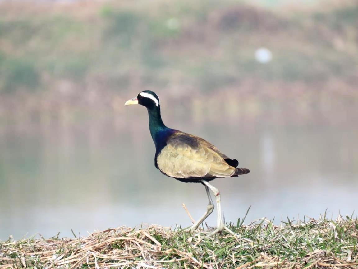 Ibishouse Farm Stay Bharatpur Esterno foto