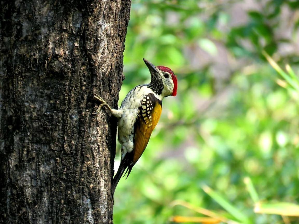 Ibishouse Farm Stay Bharatpur Esterno foto
