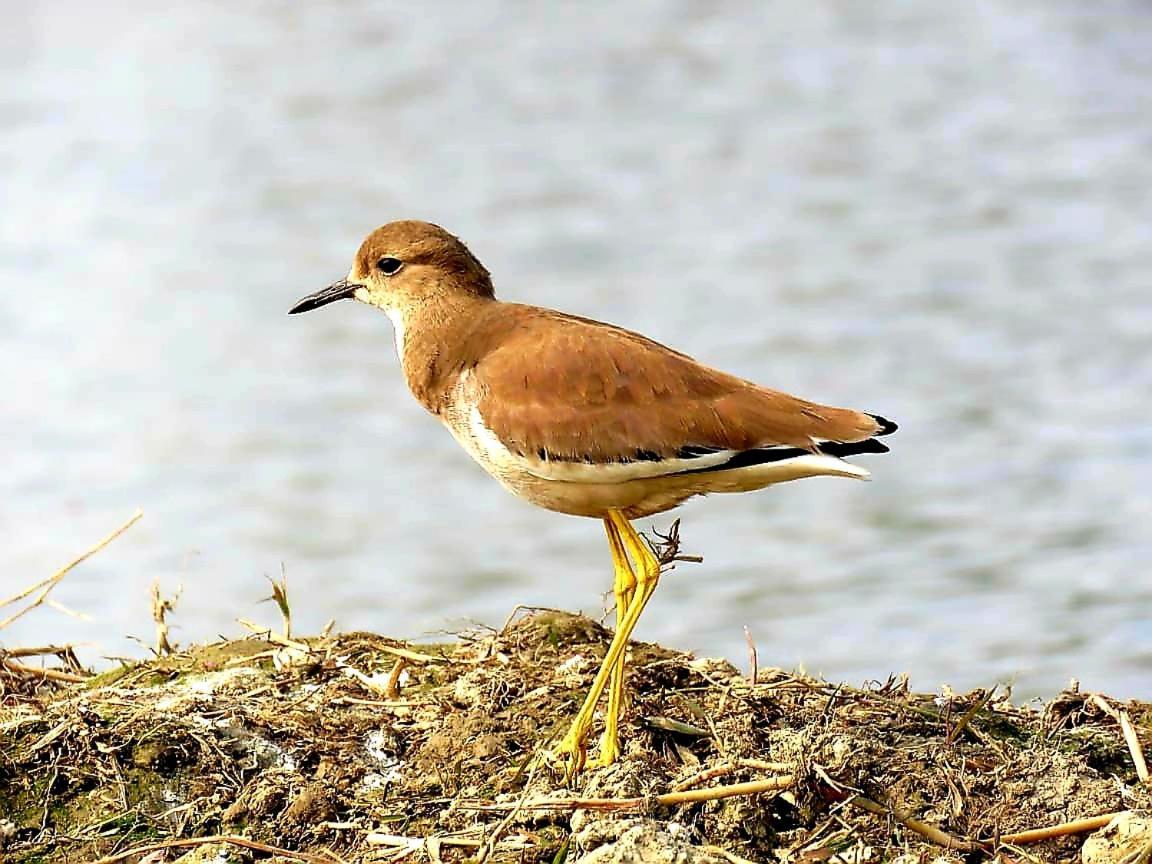 Ibishouse Farm Stay Bharatpur Esterno foto