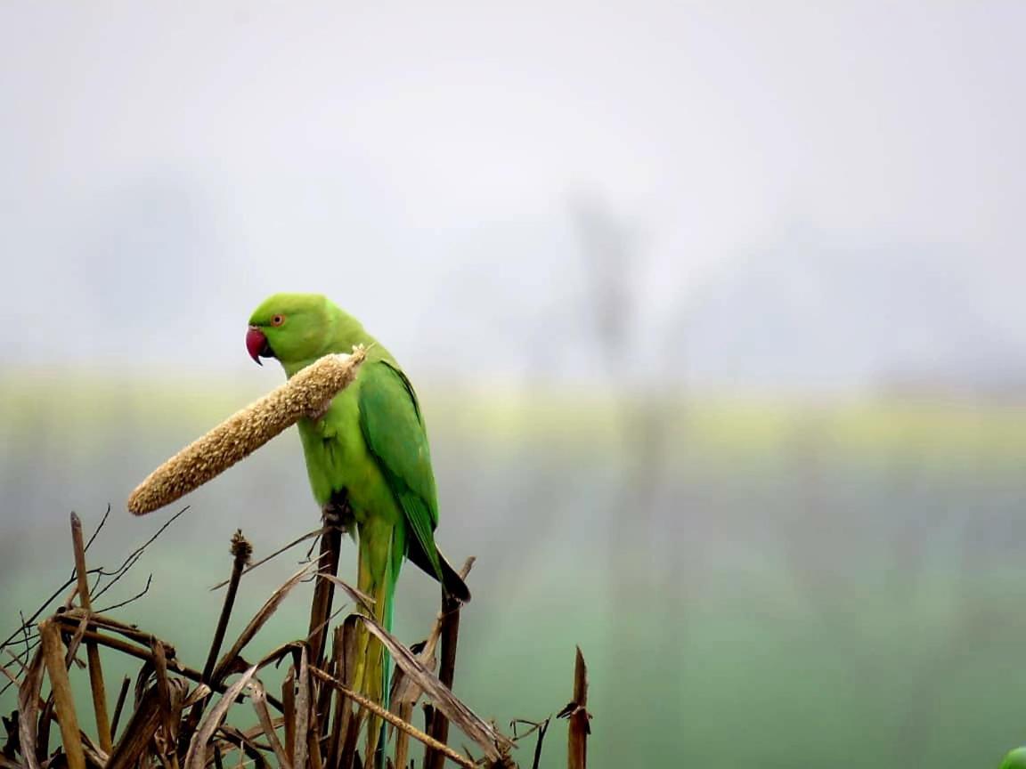Ibishouse Farm Stay Bharatpur Esterno foto
