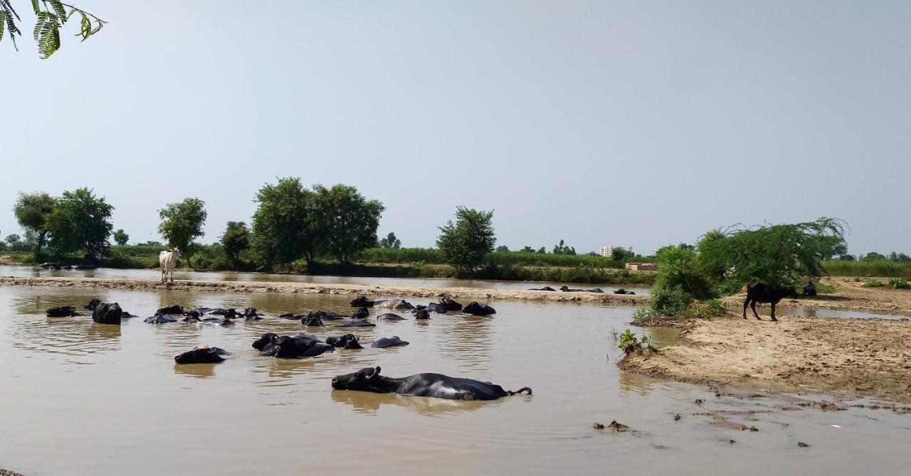 Ibishouse Farm Stay Bharatpur Esterno foto