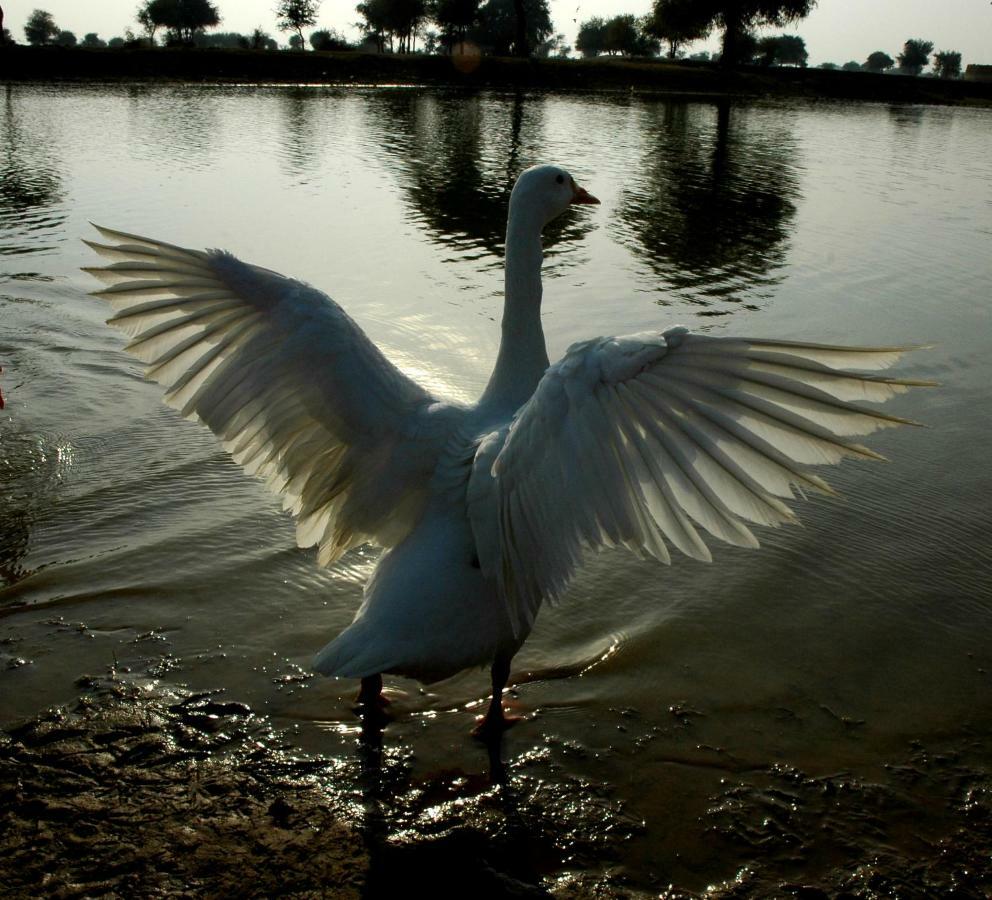 Ibishouse Farm Stay Bharatpur Esterno foto