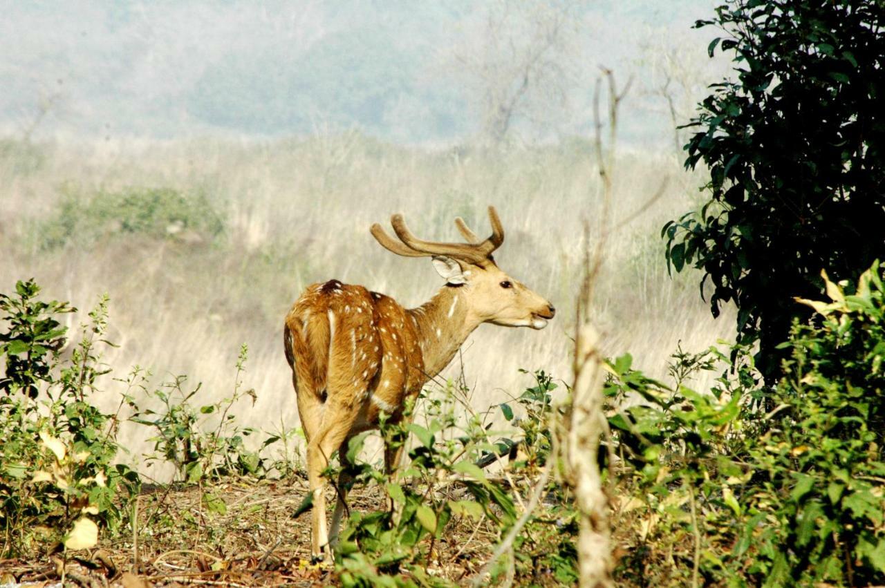 Ibishouse Farm Stay Bharatpur Esterno foto