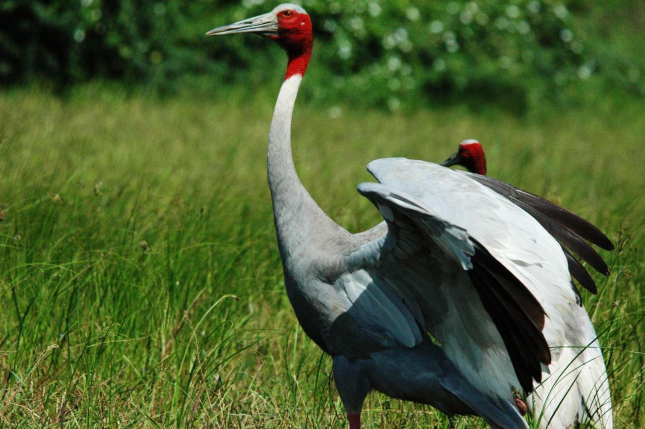 Ibishouse Farm Stay Bharatpur Esterno foto