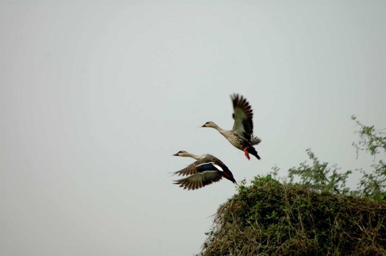 Ibishouse Farm Stay Bharatpur Esterno foto